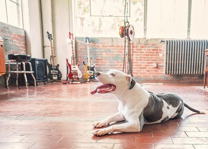 fotografía perro confianza