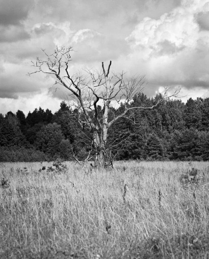 paisaje con un arbol