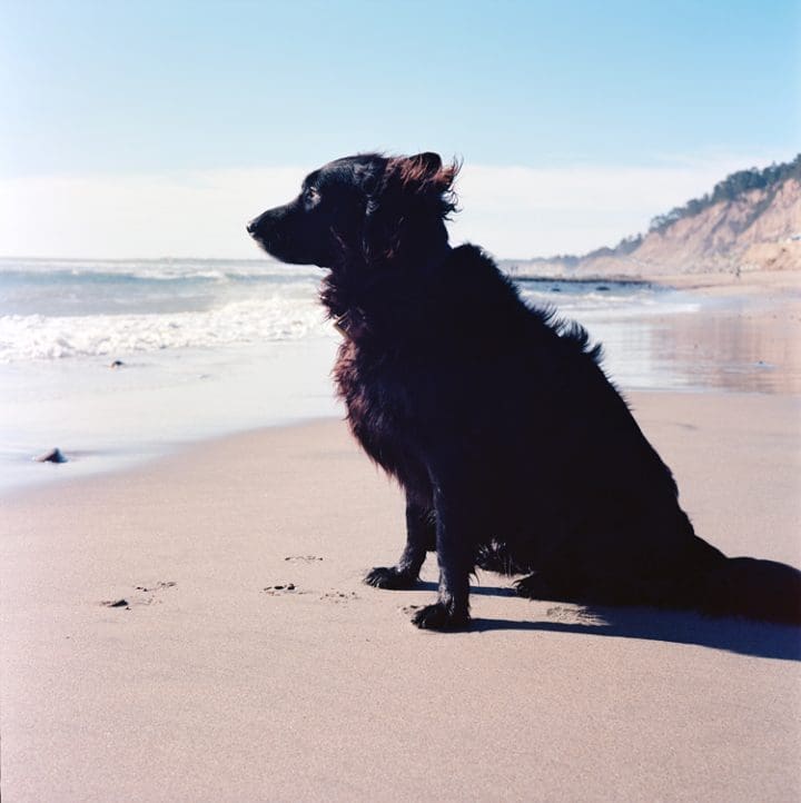 perro en la playa