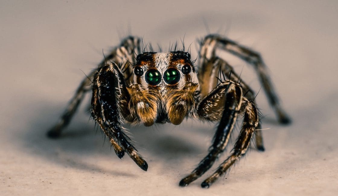 Científicos están transformando arañas muertas en necrobots